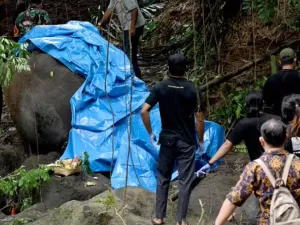 Após chuva torrencial, onda arrasta e mata elefanta rara em zoo de Bali