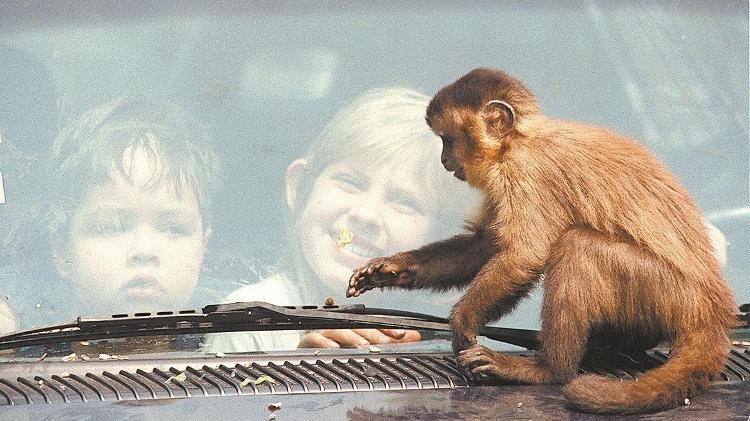 Criança observa macaco-prego no Simba Safári, em 1999 Criança observa macaco-prego no Simba Safári, em 1999