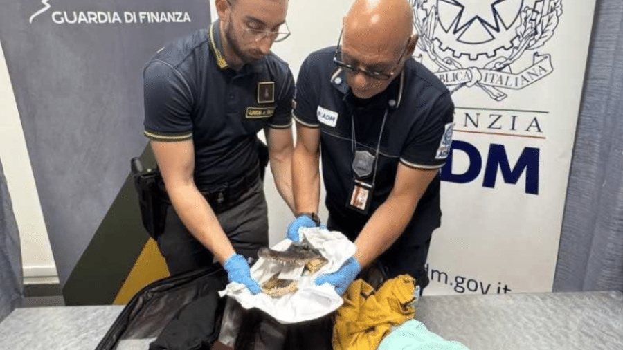 Cabeça de crocodilo apreendida no aeroporto de Caselle, na Itália; passageiro não tinha a documentação exigida para importar o material Cabeça de crocodilo apreendida no aeroporto de Caselle, na Itália; passageiro não tinha a documentação exigida para importar o material