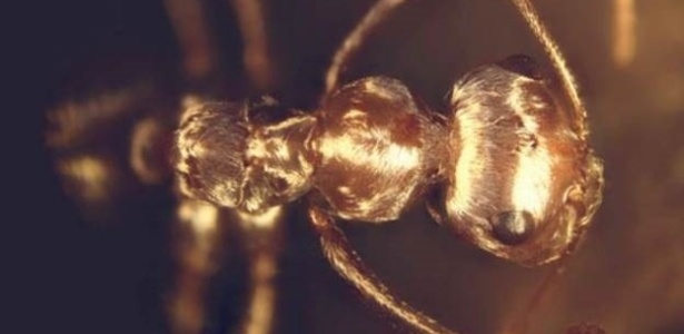 Formigas do deserto são capazes de sobreviver a temperaturas superiores a 70°C - Divulgação BBC