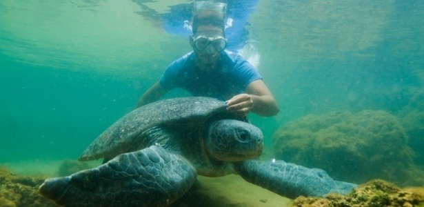 Biólogo monitora tartaruga marinha no Centro Ecológico do Projeto Tamar, em Regência, município de Linhares (ES), - Projeto Tamar/Divulgação