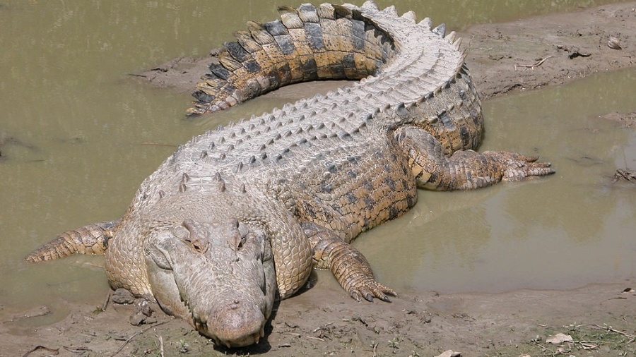 Ataques de crocodilo são considerados raros, mas outros dois casos foram registrados este mês, na mesma região - Wikimedia