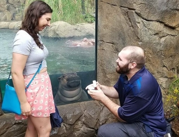 A hipopótamo Fiona ficou observando o pedido de casamento do casal americano - Reprodução/Instagram @ hayley_roll