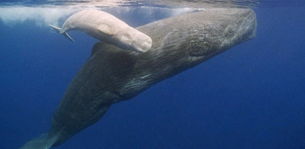 Baleias são uma das vítimas de lixo jogado no mar pelo mundo - Flip Nicklin