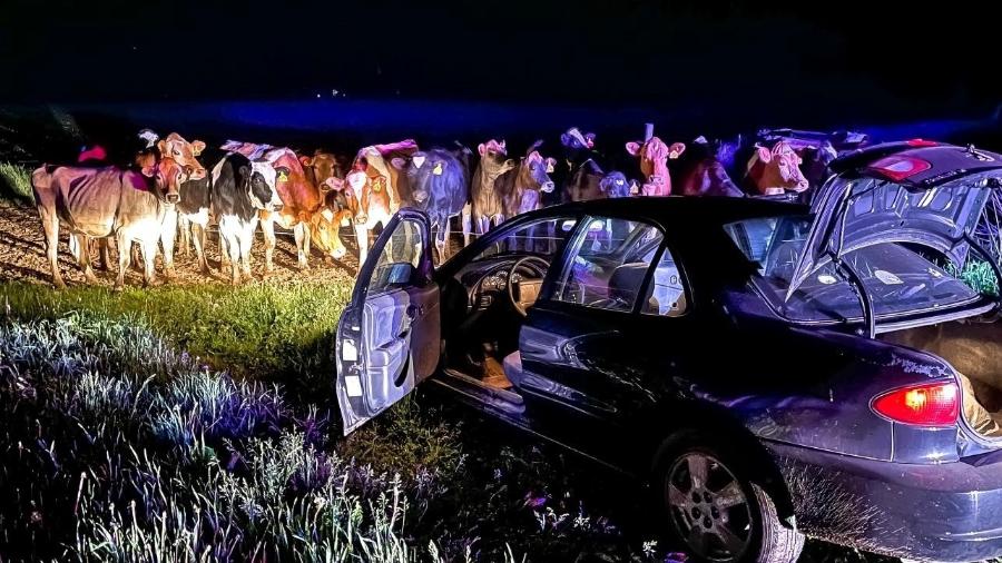 Vacas impediram motorista de fugir nos EUA - Reprodução/Facebook