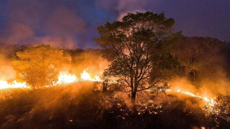 Fogo na região da Caatinga na Bahia - Iberê Périssé/CBHSF - Iberê Périssé/CBHSF