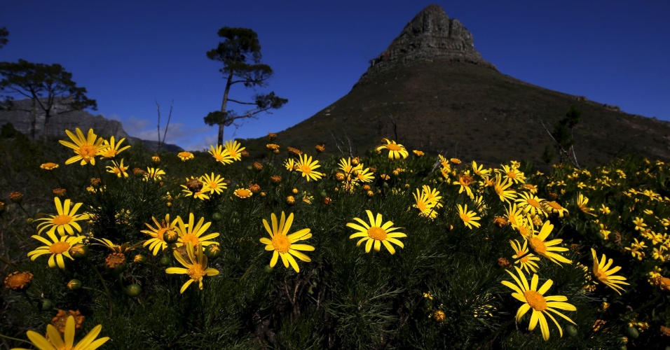 19.ago.2015 - Flores silvestres florescem em Table Mountain, na Cidade do Cabo, na África do Sul
