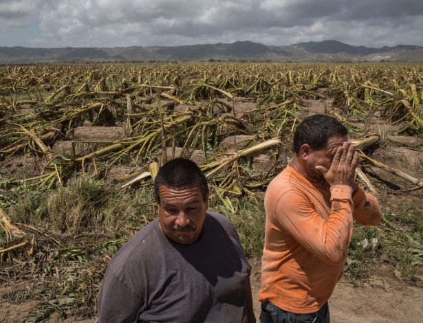 Jose A. Rivera (dir.) e seu irmão Jose Ramon Rivera olham a plantação destruída em Yabucoa, no Puerto Rico - VICTOR J. BLUE/NYT