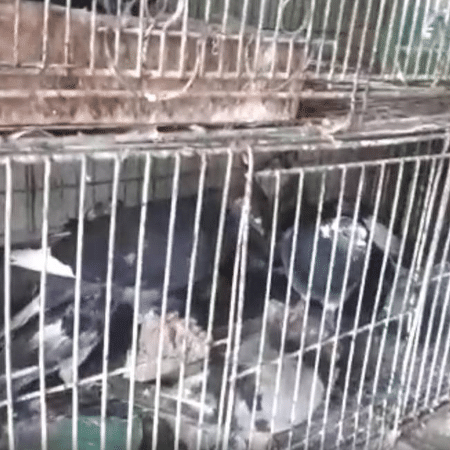 Pigeons are found in an aviary that was closed in Rio de Janeiro - Press Release / Civil Police - Press Release / Civil Police