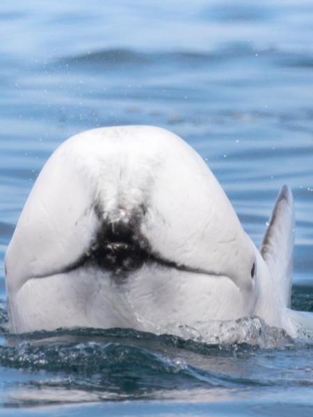 Golfinho branco foi avistado na costa da Califórnia - Reprodução/Instagram
