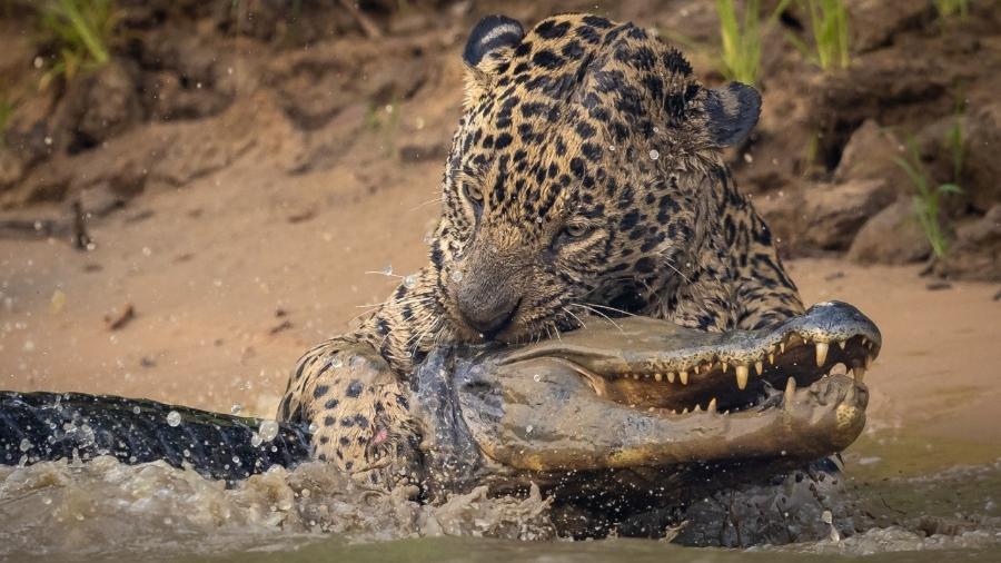 Fotógrafo flagra caçada de onça após 13 dias no Pantanal, na divisa de Mato Grosso e Mato Grosso do Sul - Reprodução/ Julius Dadalti