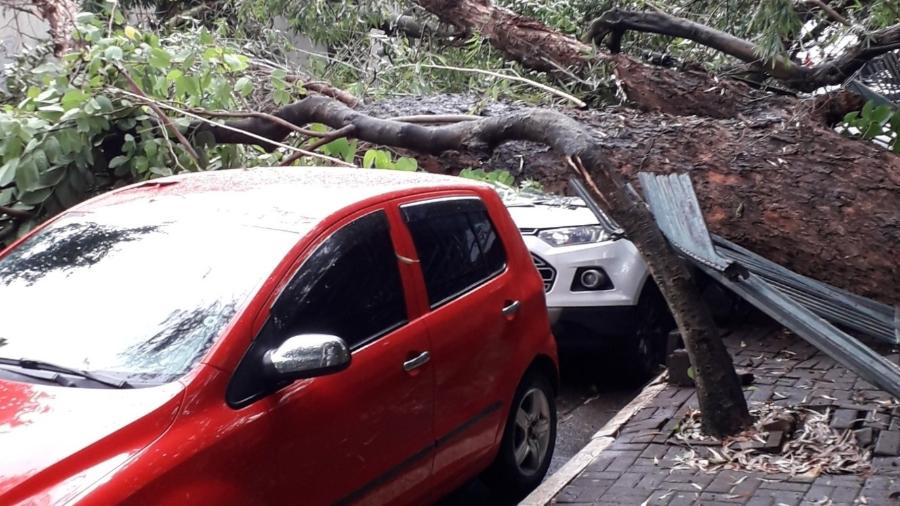Queda de árvore atingiu sete carros em SP  - Régis A. Romualdo/Twitter/Reprodução