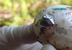 Vídeo: Biólogo registra momento raro em que jacaré tenta sair de ovo no ES - Fernando Paulino/Projeto Caiman/Divulgação