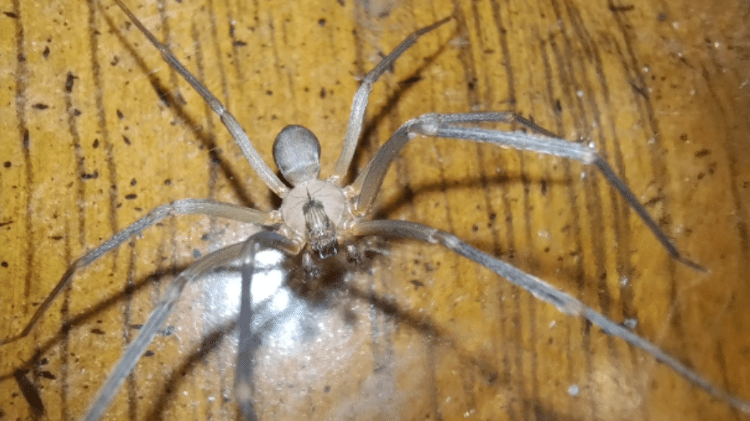 Aranha-marrom. Espécie pode ser encontrada em zonas rurais e em ambientes urbanos. Prevenção é fundamental para evitar acidentes com o animal