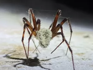 Cientistas descobrem fungo capaz de transformar aranhas em 'zumbis'