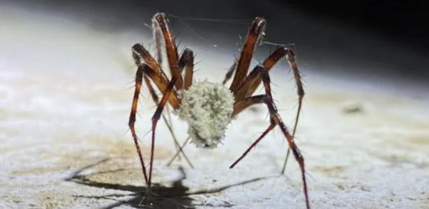 Cientistas descobrem fungo capaz de transformar aranhas em 'zumbis'