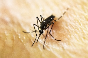 2,2 milhões de brasileiros tiveram doenças ligadas ao Aedes em 2016 (Foto: Luis Robayo/AFP/Getty Images)