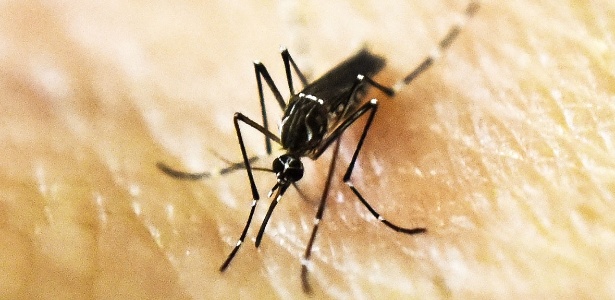Surto de zika pode estar relacionado a mutação em proteína do vírus - Luis Robayo/AFP/Getty Images