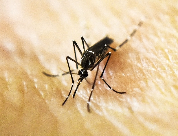 25.jan.2016 - Mosquito Aedes aegypti é fotografado sobre a pele humano em laboratório do International Training and Medical Research Training Center, em Cali, na Colômbia - Luis Robayo/AFP/Getty Images