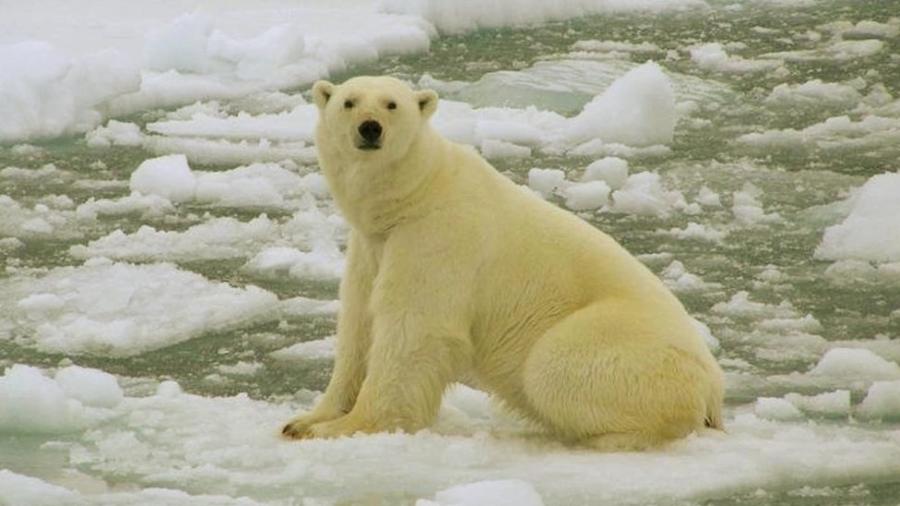 Com aquecimento global, ursos polares estão sendo forçados a ficar mais tempo em terra para buscar alimentos - EPA