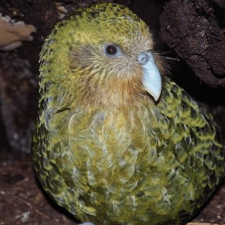 Sob risco de extinção, espécie de papagaio mais gorda do mundo tem recorde na reprodução e anima biólogos - New Zealand Department of Conservation