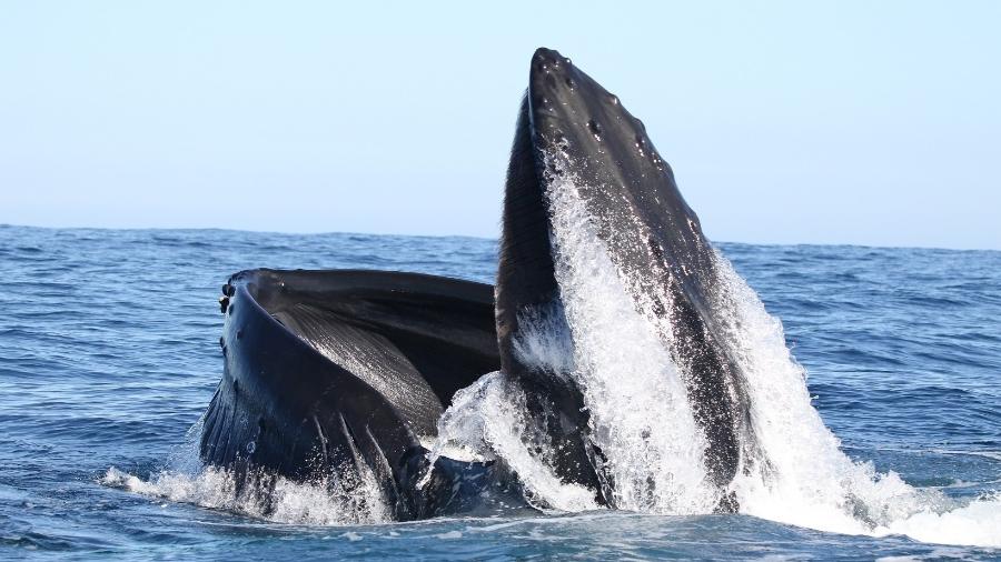 Baleias ajudam a enviar carbono para as profundezas do mar ao longo de suas vidas ? e também quando morrem - Frances Bermingham/IWDG