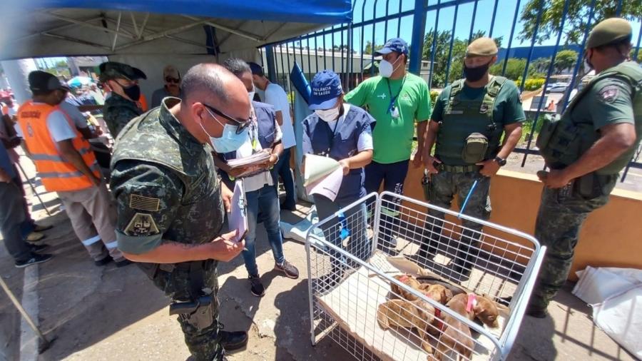 São Paulo resgata mais de 50 animais em megaoperação na zona leste - Divulgação/SMS