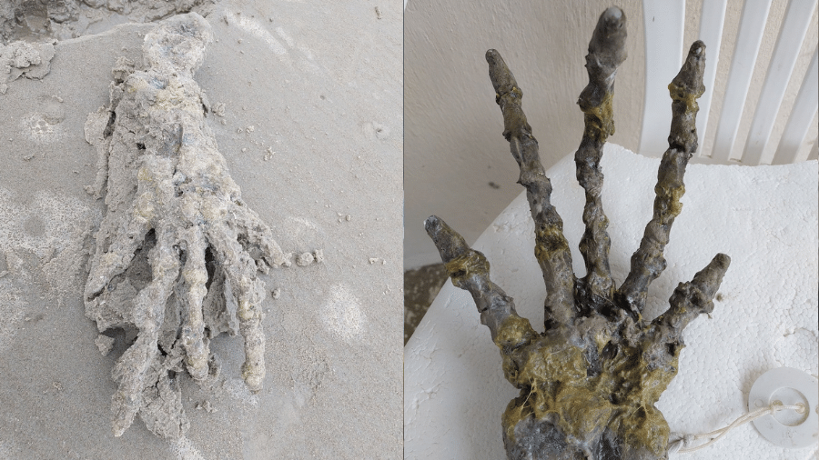 Ossada de "mão gigante" na verdade pertence a quelônio, segundo professores  - Reprodução/Facebook