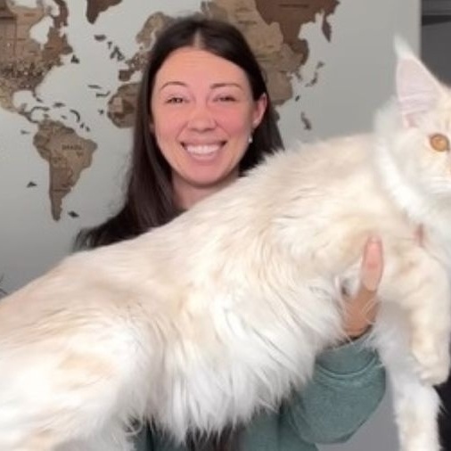 Gato gigante de quase 12 kg faz sucesso nas redes sociais 