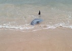 Golfinho encalha em praia em AL e volta ao mar com ajuda de pescadores - Reprodução