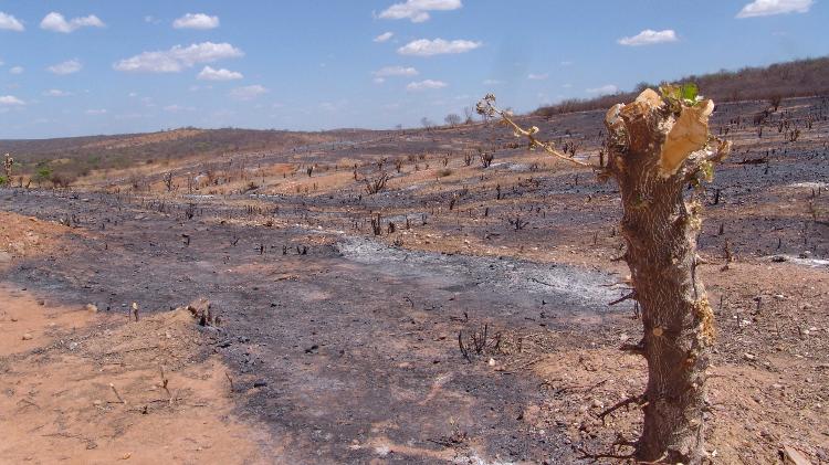 Região queimada e desmatada na Caatinga