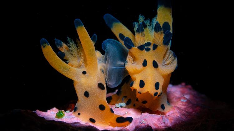 1º lugar Nudibranch - Peter Pogany - "After the Wedding"