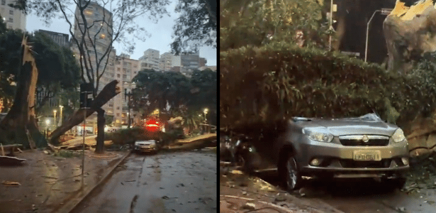 A árvore que viu São Paulo ir de vila a megalópole caiu