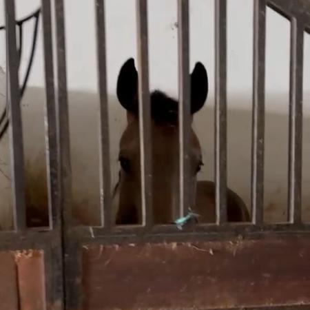Cavalos encontrados equivalem cerca de R$ 6 milhões Cavalos encontrados equivalem cerca de R$ 6 milhões