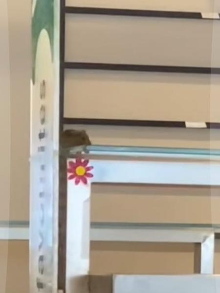 Vídeo postado nas redes sociais mostra o rato no restaurante Vídeo postado nas redes sociais mostra o rato no restaurante
