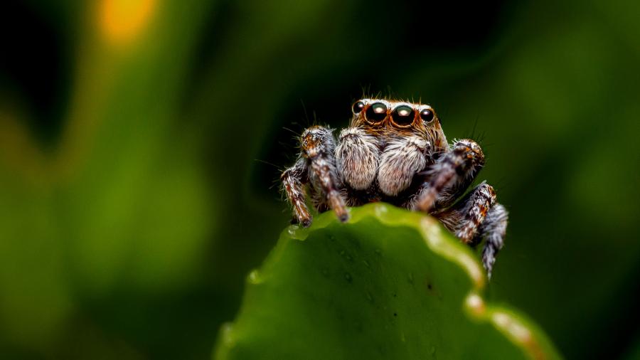 Aranha-saltadora, conhecida popularmente no Brasil como papa-moscas, sobre folha verde Aranha-saltadora, conhecida popularmente no Brasil como papa-moscas, sobre folha verde