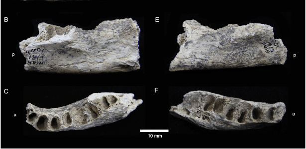 Humanas do período Pleistoceno se alimentavam basicamente carnes secas e folhas de palma - PLOS