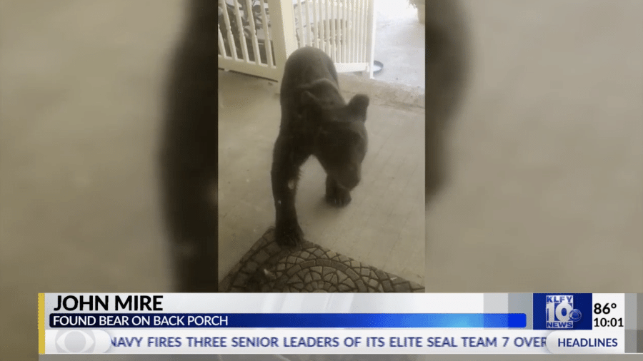 Urso foi visto perambulando na varanda de uma casa em Franklin, na Louisiana (EUA) - Reprodução de vídeo