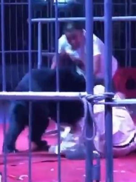 Urso de 200 quilos ataca treinador durante show em circo chinês - Reprodução