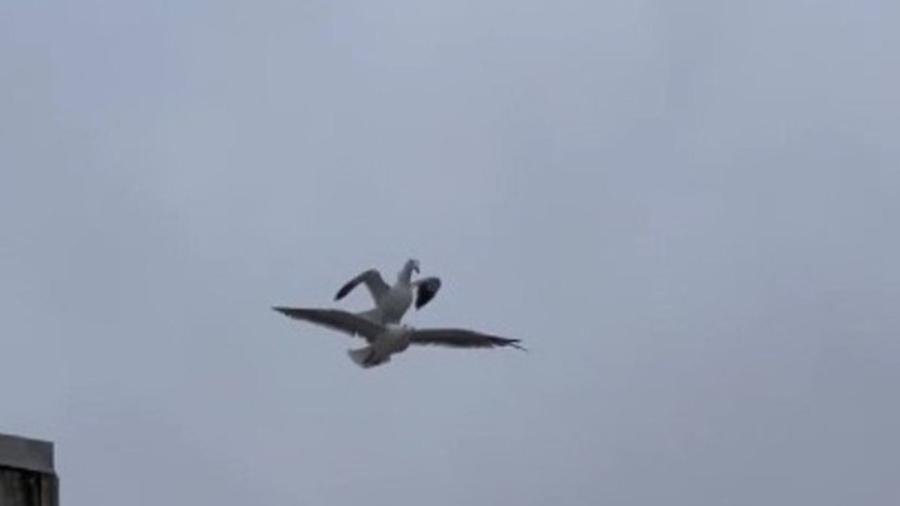 Gaivota tirando onda com as asas abertas, enquanto é sustentada pela amiga - Reprodução/Twitter