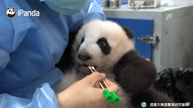 Even pandas tested for covid-19 - iPanda - iPanda
