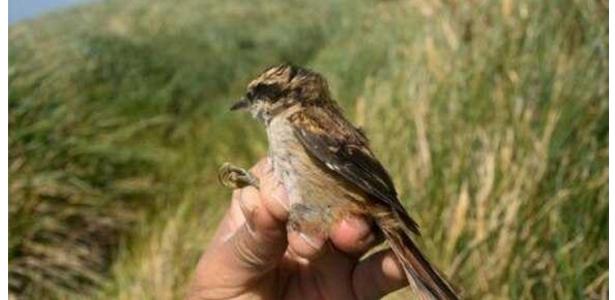 Científicos descubren nuevas especies de aves en el sur de Chile