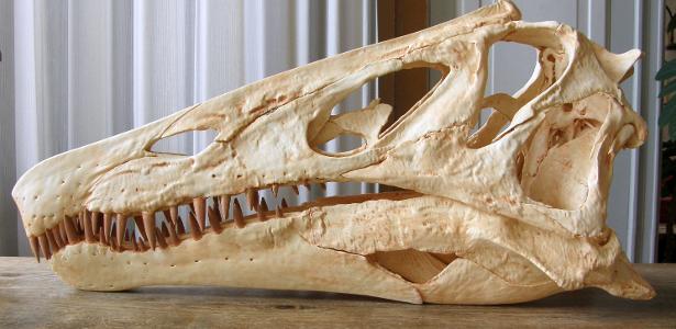 Alemanha vai devolver crânio de dinossauro levado ilegalmente do Brasil