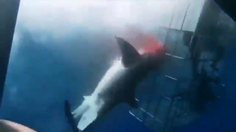 Tubarão-branco morreu após atacar mergulhadores