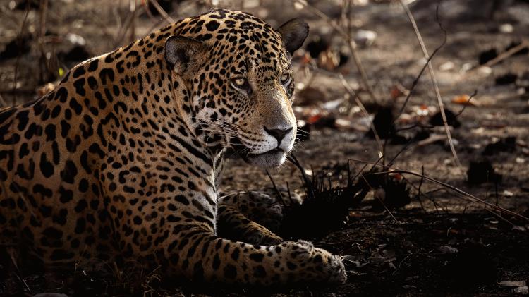 Divino, um exemplar macho de onça-pintada, deitado sobre vegetação que pegou fogo no Pantanal Sul, em Miranda (MS)