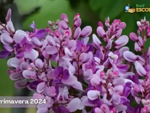 Primavera 2024: estação das flores começa domingo (22)