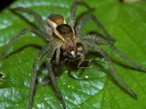 Aranhas enormes são soltas por zoológico no Reino Unido