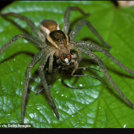 Aranhas foram criadas em tubos de ensaio