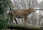 Leopardo mata cuidadora com 40 anos de experiência em zoológico na Holanda