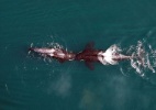 Cientistas usam foto de drone para monitorar saúde de orcas - NOAA/Vancouver Aquarium/Divulgação